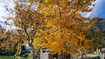 goldener Herbst im Egandin Sils i.E.
