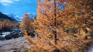 goldener Herbst im Egandin Lärchen strahlen