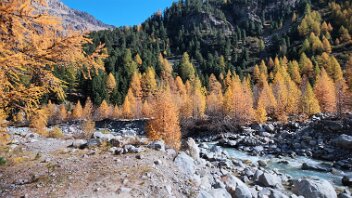 goldener Herbst im Egandin Lärchen strahlen