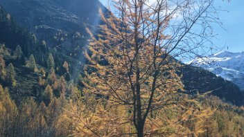 goldener Herbst im Egandin Lärchen strahlen