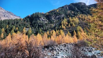 goldener Herbst im Egandin Lärchen strahlen