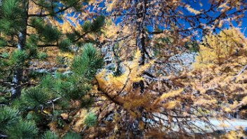 goldener Herbst im Egandin Lärchen strahlen