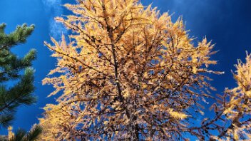 goldener Herbst im Egandin Lärchen strahlen