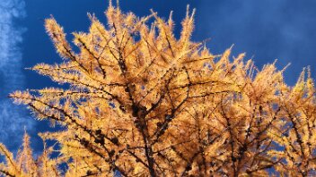 goldener Herbst im Egandin Lärchen strahlen